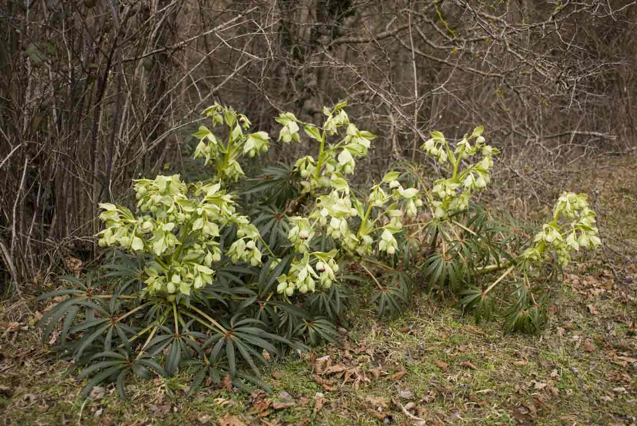 Helleborus foetidus / Elleboro puzzolente